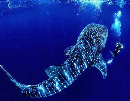 насколько мне известно гигантские анаконды в природе бывают явно длиннее чем экземпляр на фото... что касаемо скатов, то скат Ма́нта, или гигантский морской дьявол, размер имеет куда более внушительный... размах "крыльев" отдельных особей достигает 7 метров... также почему-то не приведена здесь китовая акула - безусловно самая большая, но при этом не хищная, рыба в мире (до 20м в длинну)... ну и удивляет отсутствие синего кита, язык которого весит больше чем слон...  длина кита достигает 33 метров, а вес может значительно превышать 150 тонн... )