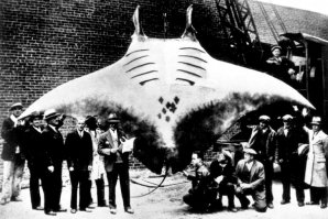 насколько мне известно гигантские анаконды в природе бывают явно длиннее чем экземпляр на фото... что касаемо скатов, то скат Ма́нта, или гигантский морской дьявол, размер имеет куда более внушительный... размах "крыльев" отдельных особей достигает 7 метров... также почему-то не приведена здесь китовая акула - безусловно самая большая, но при этом не хищная, рыба в мире (до 20м в длинну)... ну и удивляет отсутствие синего кита, язык которого весит больше чем слон...  длина кита достигает 33 метров, а вес может значительно превышать 150 тонн... )