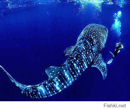 насколько мне известно гигантские анаконды в природе бывают явно длиннее чем экземпляр на фото... что касаемо скатов, то скат Ма́нта, или гигантский морской дьявол, размер имеет куда более внушительный... размах "крыльев" отдельных особей достигает 7 метров... также почему-то не приведена здесь китовая акула - безусловно самая большая, но при этом не хищная, рыба в мире (до 20м в длинну)... ну и удивляет отсутствие синего кита, язык которого весит больше чем слон...  длина кита достигает 33 метров, а вес может значительно превышать 150 тонн... )