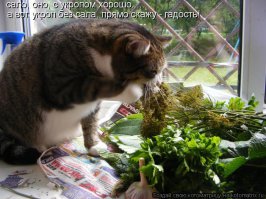 Солянка для Майдана. Часть 76