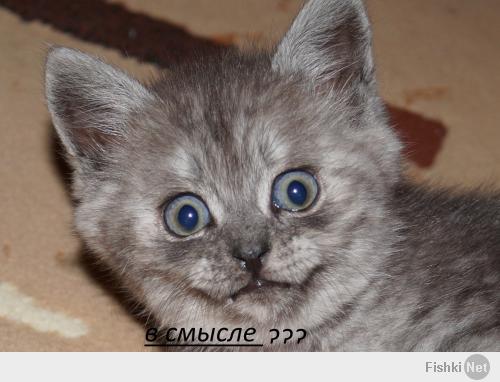 в смысле "домяукается"??? о_О