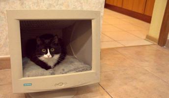 Можно кокс заскринить и нюхать иногда монитор...