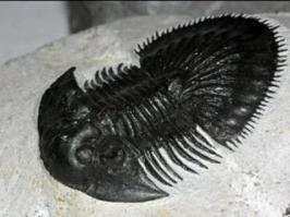 Странно что ни кто не обратил внимания на трилобитов, которые вымерли примерно 542 млн. лет назад.  Вот их окаменелости.