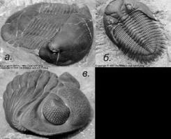 Странно что ни кто не обратил внимания на трилобитов, которые вымерли примерно 542 млн. лет назад.  Вот их окаменелости.