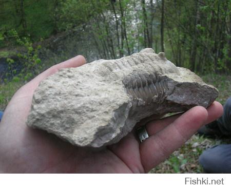 Странно что ни кто не обратил внимания на трилобитов, которые вымерли примерно 542 млн. лет назад.  Вот их окаменелости.