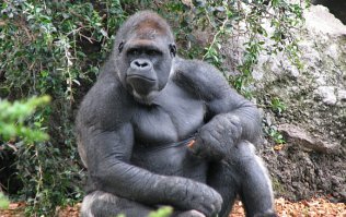 Потому что негры произошли от горилл )) А белые от шимпанзе.