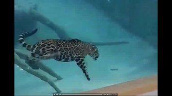 И ни кто не видел как он в конце ролика, в панике удирает из под воды?