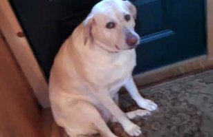 да и фиг с ней, с дверью.как на таких можно злиться?)