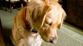 да и фиг с ней, с дверью.как на таких можно злиться?)