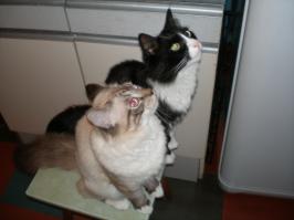 подаааааайте рыбки......