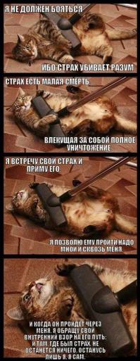 Животные, которые любят пылесос