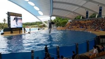 Мои фотографии с Лоро Парка. Зрелище захватывающее!