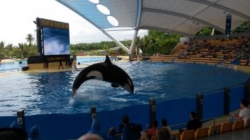 Мои фотографии с Лоро Парка. Зрелище захватывающее!