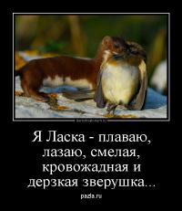 Домашняя ласка по имени Яшка
