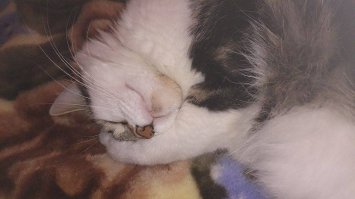 А мой засыпает с фейспалмом.