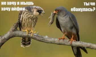 Смешные картинки с подписями