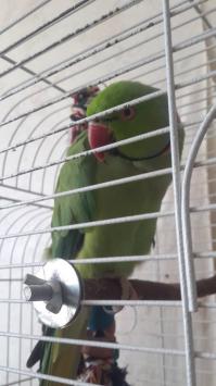 Маленький и крикливый Фима.