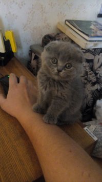Нашлись хозяева  кота, которого злодеи отнесли умирать в лес