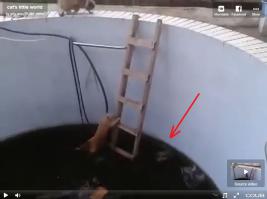 А че, всем пофигу на труп в воде?