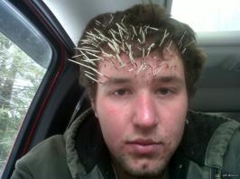 львы довольно умно поступили что не стали связываться с колючкой.
А то бывают такие тупые животные , которые не смотря на иголки продолжают лезть