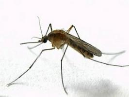 Фотографии наших животных