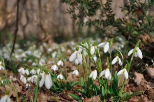 Нас ожидания не подвели. Уже все начало цвести и пахнуть. Сам фоткал на позапрошлых выходных.
