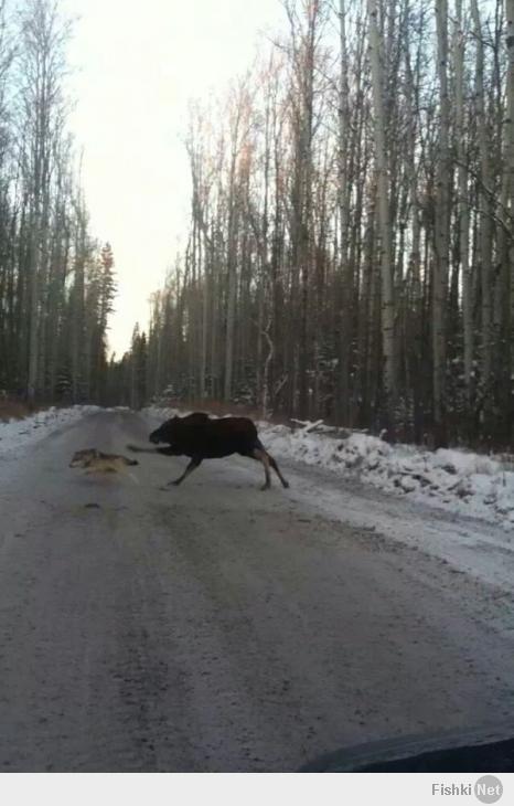 Нас не догонят!