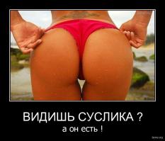 В кадре голубь.