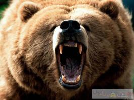 25 животных, которые знают, как надо правильно просить печеньки