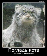 Вырази свое настроение котами