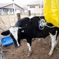 Газ из коровы — как топливо для автомобиля 