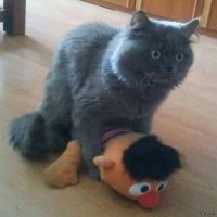 Котики, спящие со своими любимыми игрушками