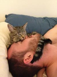 Места, которые невозможно представить без котов