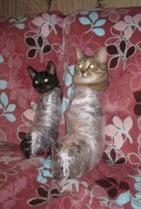 Места, которые невозможно представить без котов