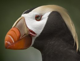 это не БУРЕВЕСТНИК это "ТОПОРОК"