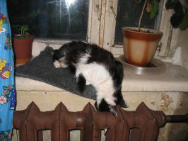 Инь-яньки мои) черно-белая коша жила до этого, последнее фото- на спинке офисного стула...  и ведь ни разу не навернулась оттуда.. спала наглухо