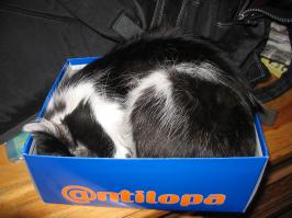 Инь-яньки мои) черно-белая коша жила до этого, последнее фото- на спинке офисного стула...  и ведь ни разу не навернулась оттуда.. спала наглухо