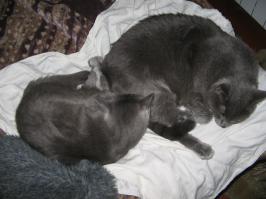 Инь-яньки мои) черно-белая коша жила до этого, последнее фото- на спинке офисного стула...  и ведь ни разу не навернулась оттуда.. спала наглухо