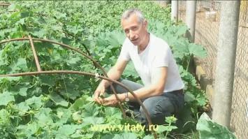 Мудровть народных целителей