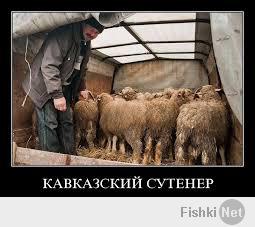 т.е., овцы сами виноваты в том, что на Кавказе их ипуть?