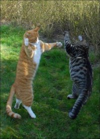  Коты