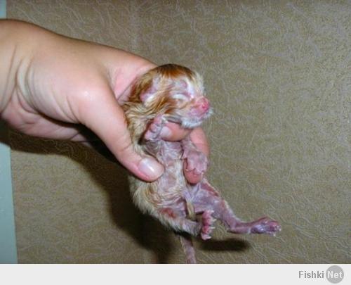 Афтор, ты что, не видел новорожденных котят? Вот так они выглядят, а тому, что на видео уже несколько недель... Первое молочко, ****ь...