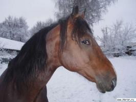 Животные, которые не были готовы к фотосессии