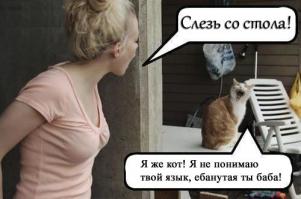 Разговорчивый кот 