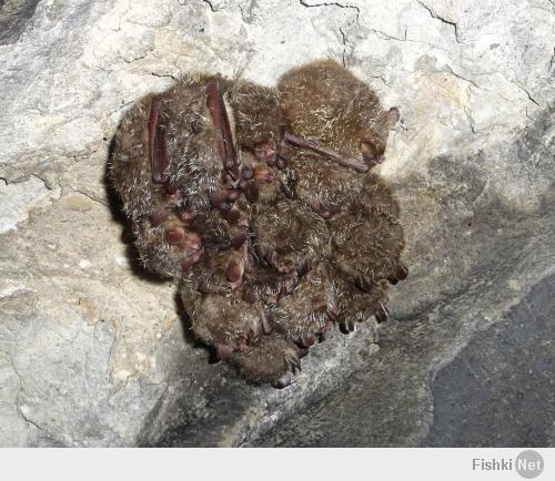 когда на зимовку в пещерах кучкой ложатся спать, они прикольные.
Это снято собственно прошлой осенью:
