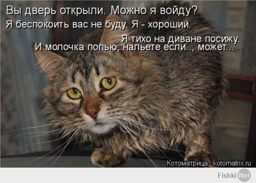 Лучшие котоматрицы недели 