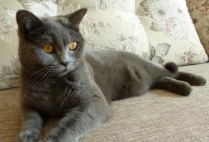 красавица - малышка 
моя шотландка (скоттиш страйт) не такая глазастенькая, но глазки тоже красивые ;)