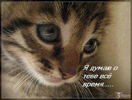 еще раз убеждаюсь: в отличие от людей, животные любят искреннее