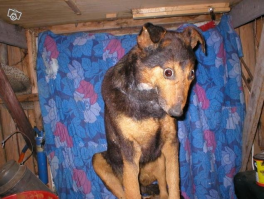 Таксидермисты жгут