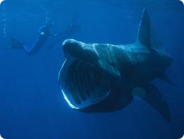 Плащеносная акула
